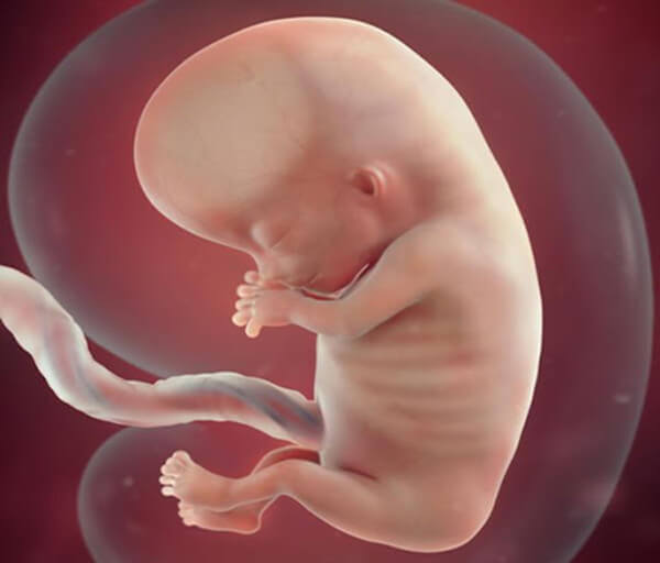 الفرق بين حركة الجنين الذكر والأنثى في الشهر الثالث
